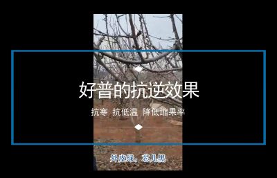抗寒 抗低温 降低缩果率:陆地樱桃(2020-2021)