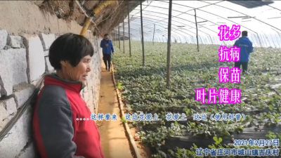 花多 抗病 保苗 叶片健康:辽宁省庄河市城山镇吉庆村(2021年2月)