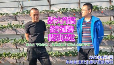 保苗 抗病 抗肥害 根须健康发达:丹东东港市北井子镇孙屯村(2021年4月)