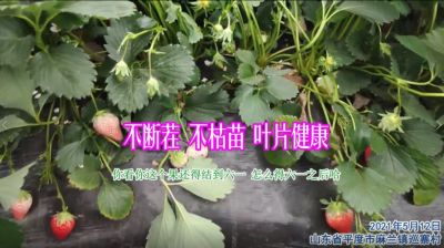 不断茬 不枯苗 叶片健康:山东省平度市麻兰镇巡寨村(2021年5月)