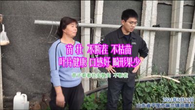 苗壮 不断茬 不枯苗 叶片健康 口感好 畸形果少:山东省平度市麻兰镇巡寨村(2021年5月)