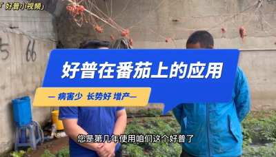 病害少、长势好：大连市金州区华家街道番茄（2022.10.10）