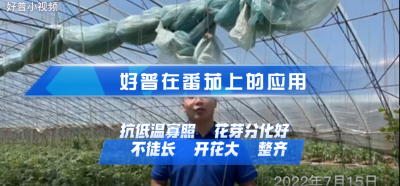 花芽分化好、不徒长、开花好：大连市金普新区登沙河街道丛家金星村番茄（2022.7.15）