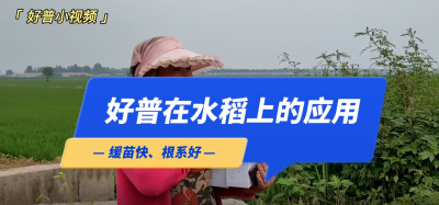 缓苗快、根系好：营口市大石桥市后刘村水稻（2022.7.25）