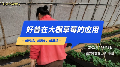 长势壮、病害少、根系壮：庄河市蓉花山镇草莓（2022.11.18）