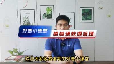 好普小课堂 樱桃硬核期管理